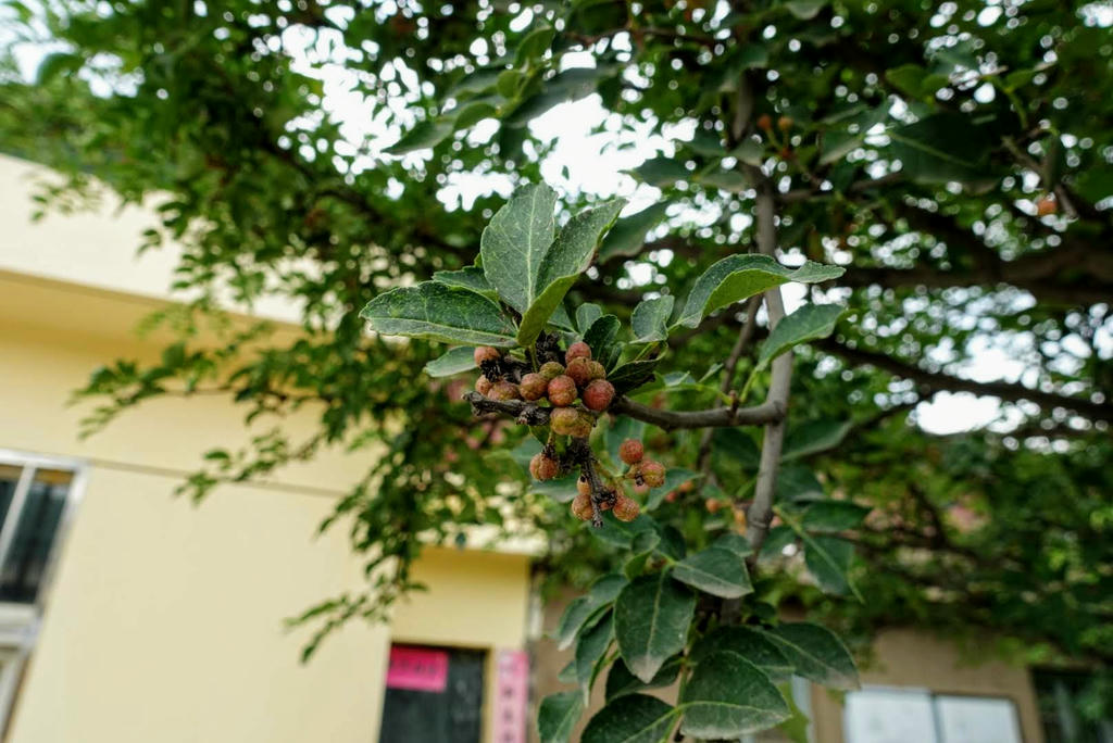 花椒樹